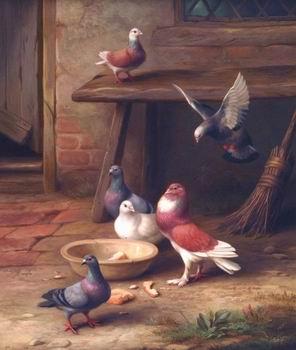 unknow artist Pigeons 064 Germany oil painting art